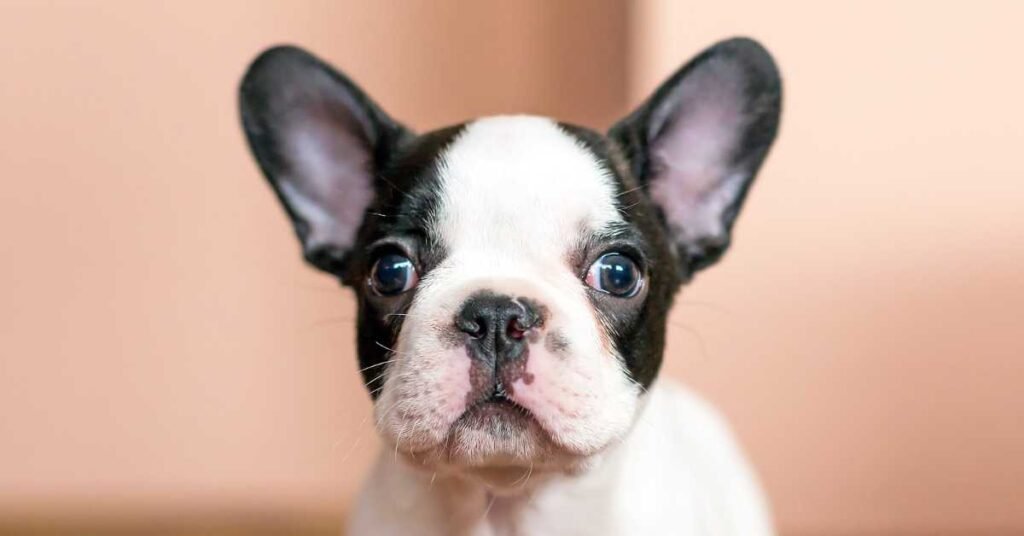 Train a Frenchie Puppy blog image with a black and white pied frenchie puppy photo