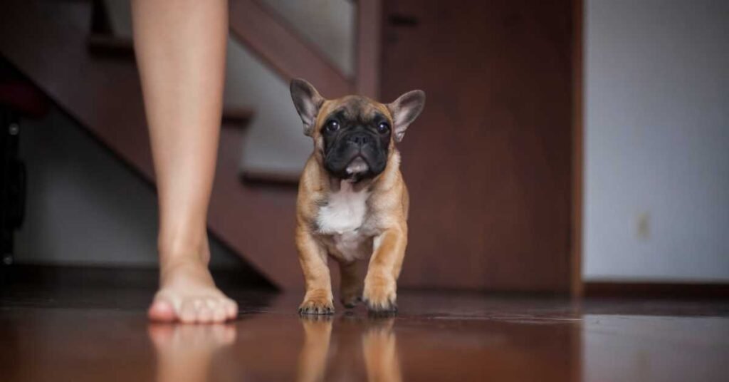 Essential Steps to Train a Frenchie Puppy Fawn french bulldog puppy walking across a wooden floor