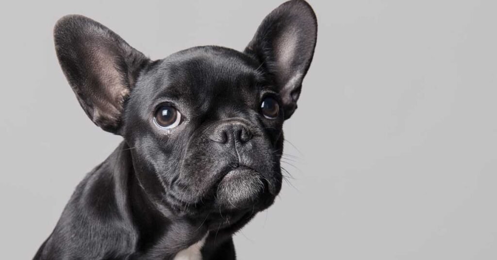 Essential Steps to Train a Frenchie Puppy - Black Brindle French Puppy looking at the camera