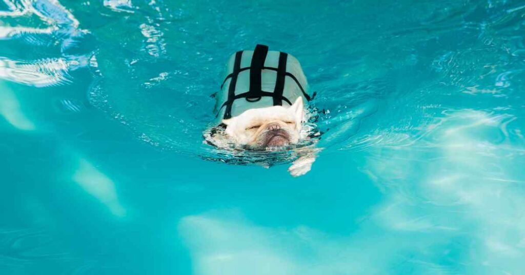 can french bulldog swim? blog article image of a white Frenchie with a blue life vest swimming in a pool