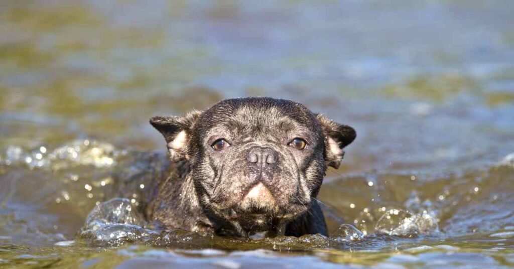 can french bulldog swim? blog article image of a black Frenchie coming out of the water