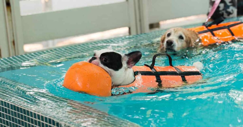 can french bulldog swim? blog article image of a black and white pied Frenchie with an orange ball in a hydrotherapy pool