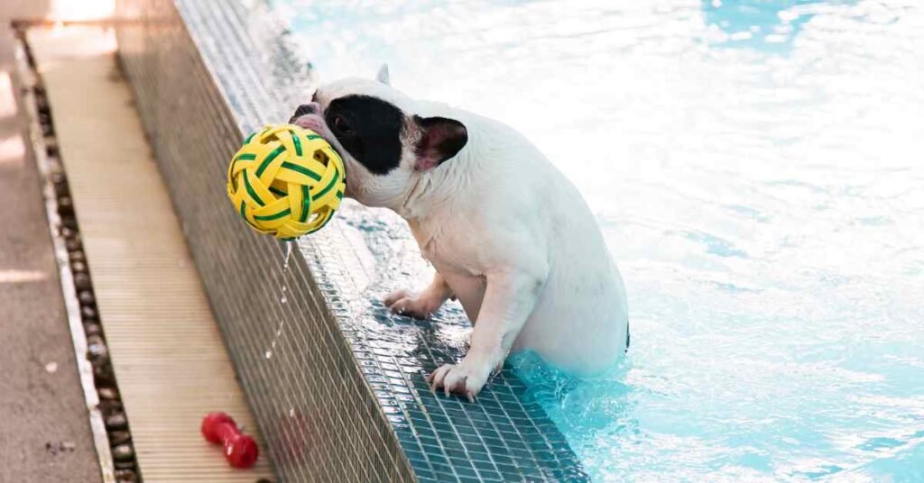 can french bulldog swim? blog article image of a black and white pied Frenchie with a ball climbing out of a swimming pool