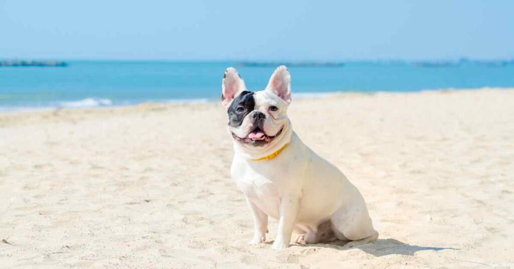 can french bulldog swim? blog article image of a black and white pied Frenchie on a beach