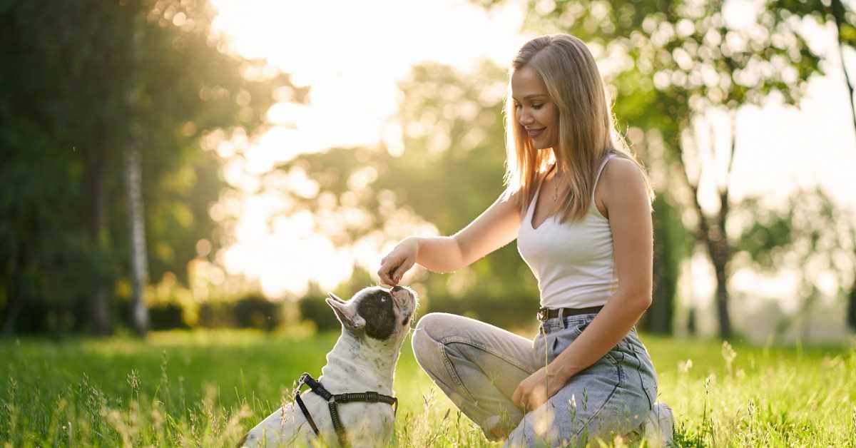 ssential-Steps-to-Train-a-Frenchie-Puppy