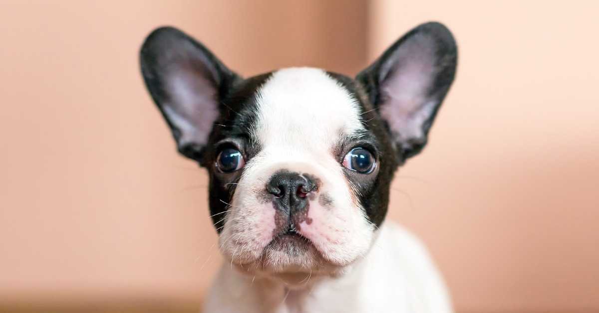Train a Frenchie Puppy blog image with a black and white pied frenchie puppy photo