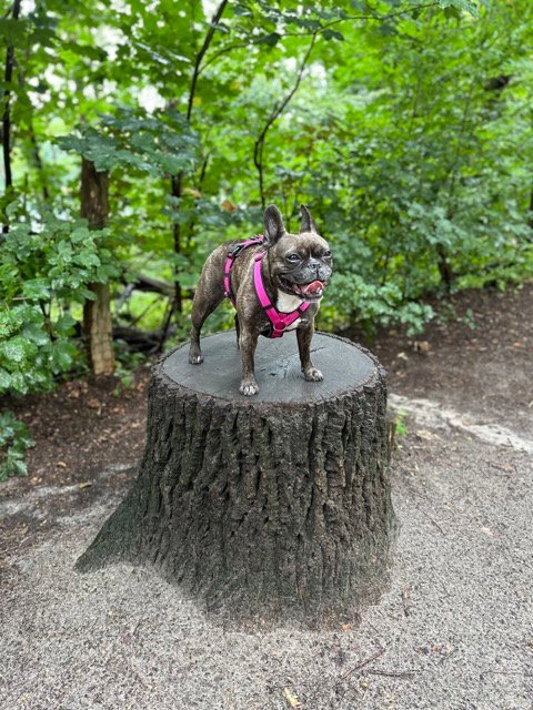 French Bulldog in a pink harness standing on a tree stump