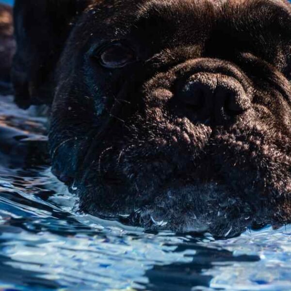 Can French Bulldogs Swim?
