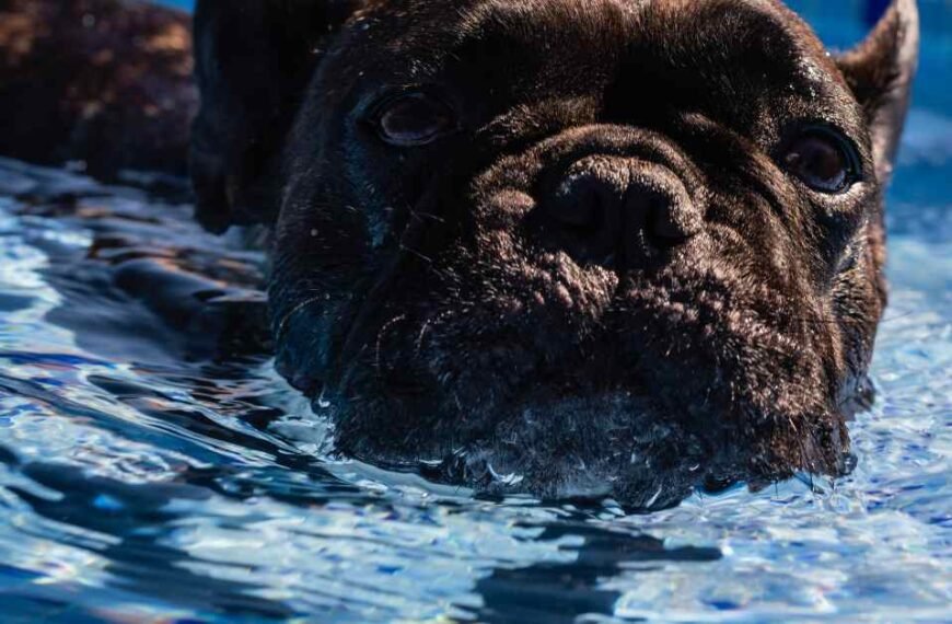 can french bulldog swim? blog article image of a black Frenchie in a swimming pool