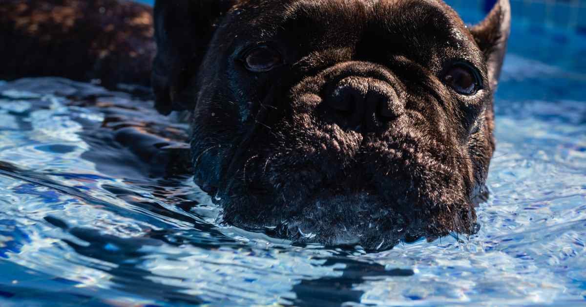 can french bulldog swim? blog article image of a black Frenchie in a swimming pool